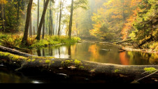 Subsidies to restore woodlands and meadows would also boost wildlife, says Rewilding Britain